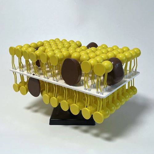 細胞膜流動鑲嵌模型 生物課堂的理想教學工具